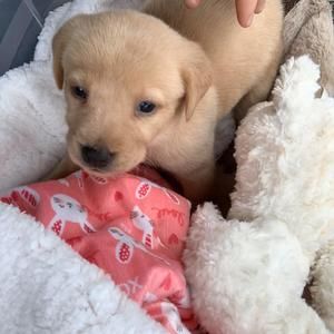 Meet your Posher, Rannie